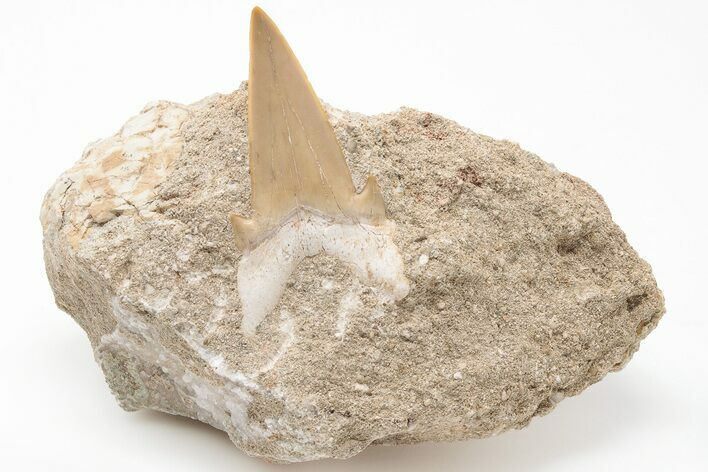 Otodus Shark Tooth Fossil in Rock - Eocene #201177